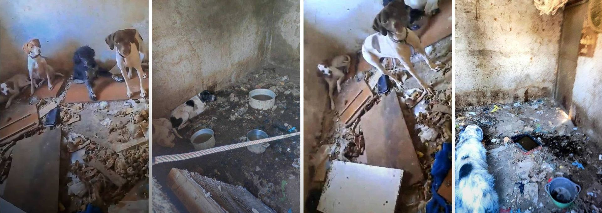 ΚΑΤΑΓΓΕΛΙΑ: Kυνηγόσκυλα ζούσαν φυλακισμένα, κάτω από άθλιες συνθήκες