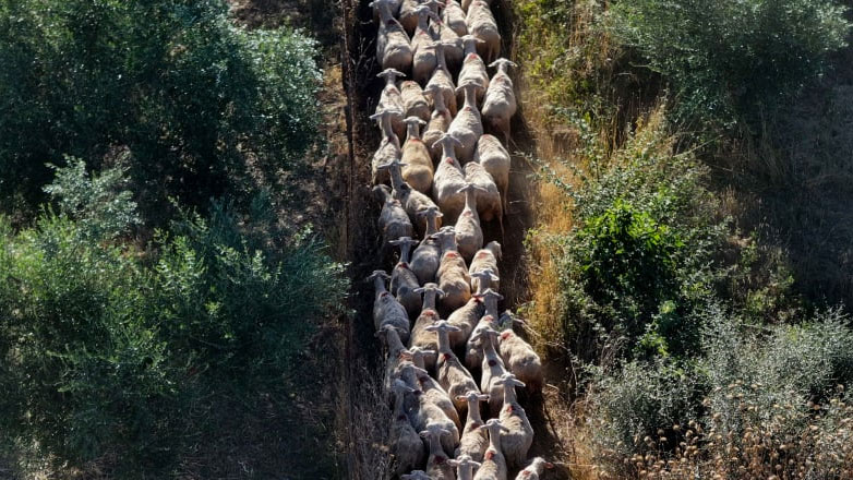 Δεν άντεξε να βλέπει να θανατώνουν τα ζώα του λόγω ευλογιάς