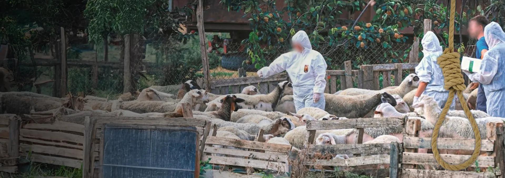 Του θανάτωσαν τα πρόβατα και αυτοκτόνησε