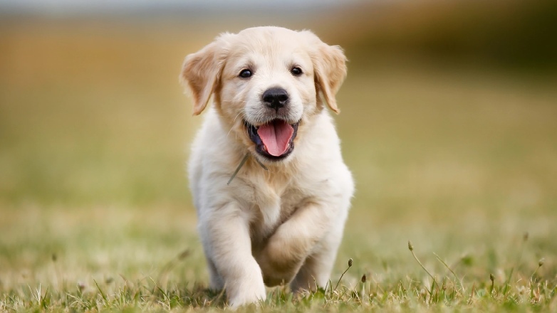 Κάνε το όπως ο δήμος Φυλής στη διαχείριση αδέσποτων ζώων – Ο θετικός απολογισμός