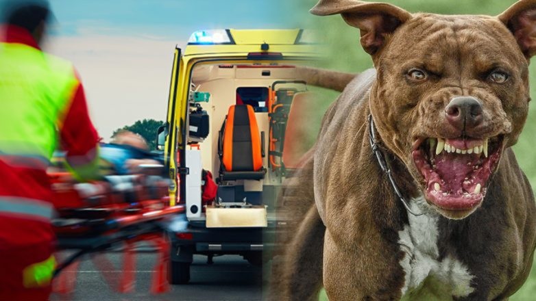 Σκύλος δάγκωσε παιδί δυο ετών στο κεφάλι